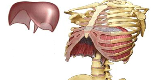 El Diafragma: más que un músculo de la respiración